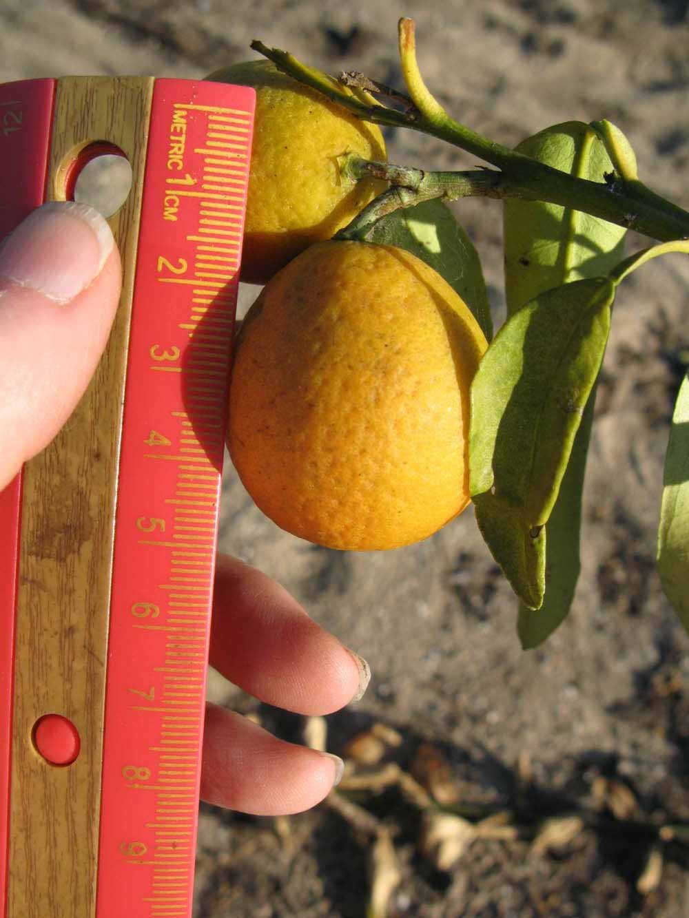            Fruit (Winter Haven, FL)   